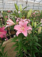 [5244 Emani 2N No01.JPG]